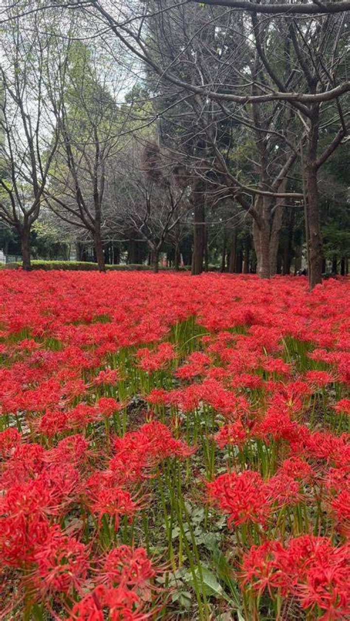 日本復古咖啡廳下午茶束口袋 Atelier Flora