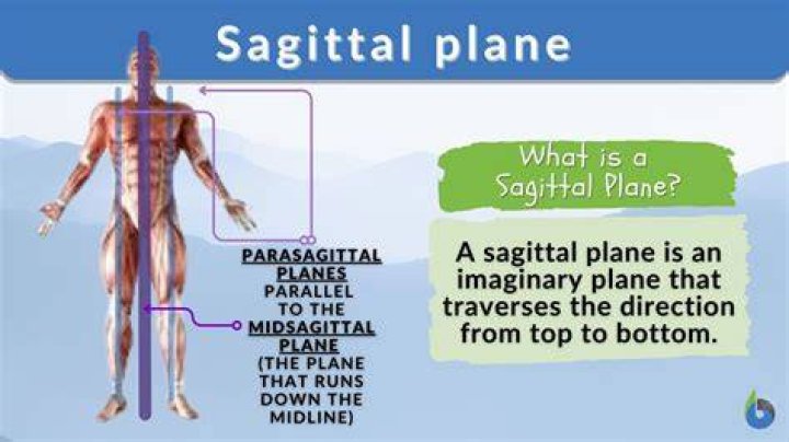 Anatomy 101: Understanding The Importance Of The Sagittal Plane