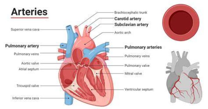 Arteries: Vessels That Carry Life Away From The Heart