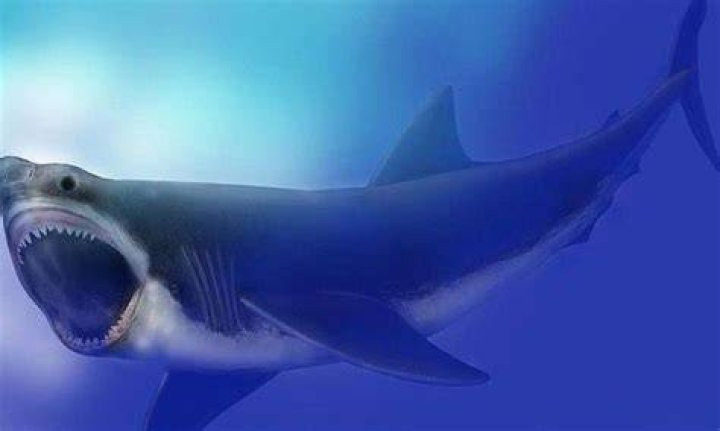 Did NASA's Hubble Telescope Find A Real-Life Megalodon?