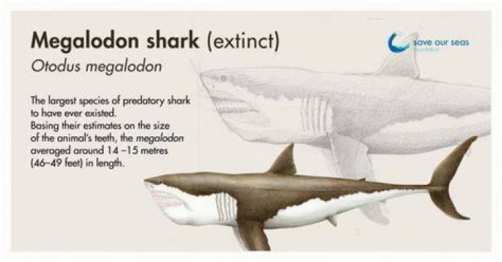 Did NASA Really Uncover A Frozen Ancient Megalodon?
