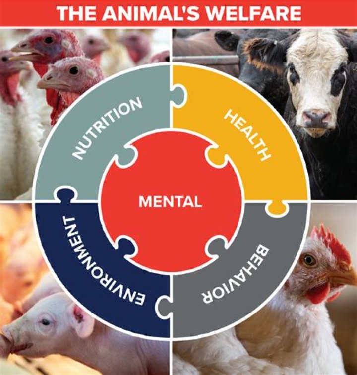Discover Angela Baldwin's Passion For Animal Welfare