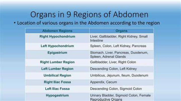 Discover The Anatomy Of Organs Found In The Posterior Region