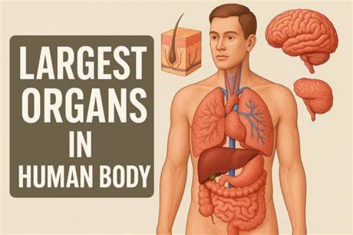 Discover The Astonishing Truth: What Is The Largest Organ In Your Body?