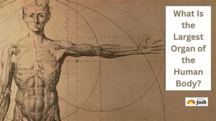 Discover The Body's Largest Organ: Unveiling Its Anatomic Significance