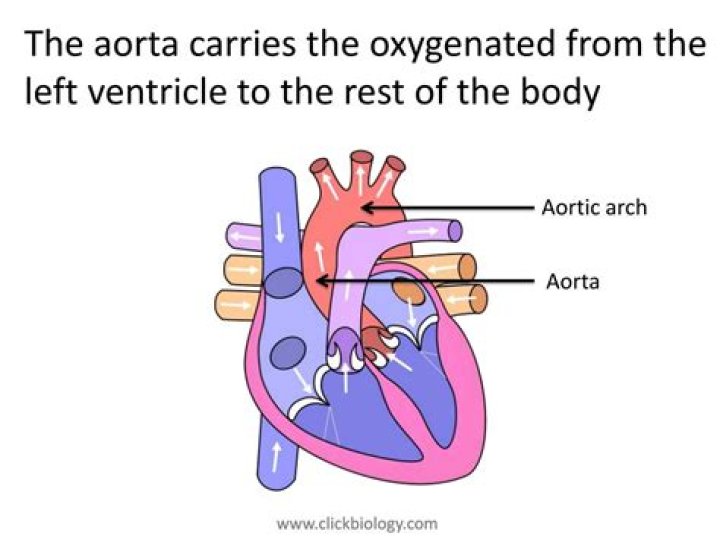 Does The Aorta Carry Oxygenated Blood Steve Gallik