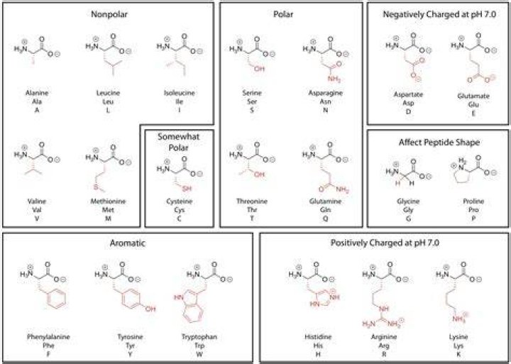 Essential Polar Amino Acids: Their Role In Protein Structure And Function