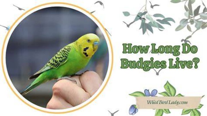 How Long Do Budgies Live: A Comprehensive Guide To Lifespans