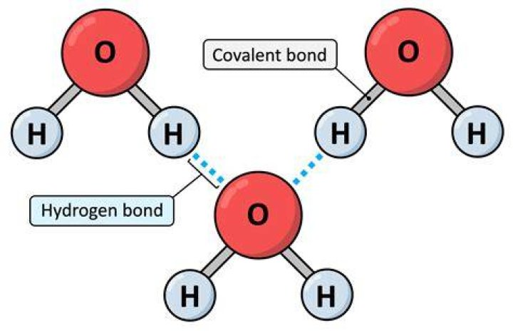Image result for hydrogen bonding hydrophobic bond phosphodiester bond