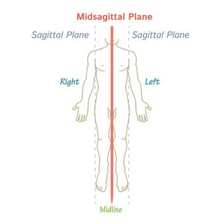 Know The Halves: The Midsagittal Plane's Role In Body Division