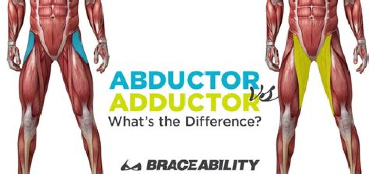 Learn The Difference: Abductor Vs Adductor Muscles