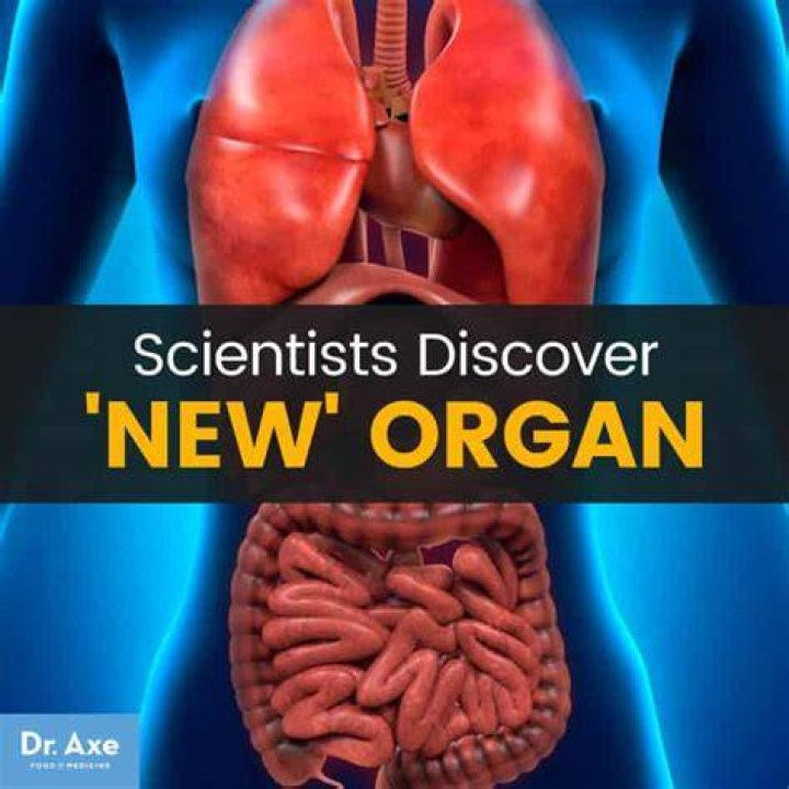 Newly discovered organ may be the largest in the human body &bull;
