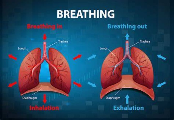 Normal Breathing and Respiration (Explained)