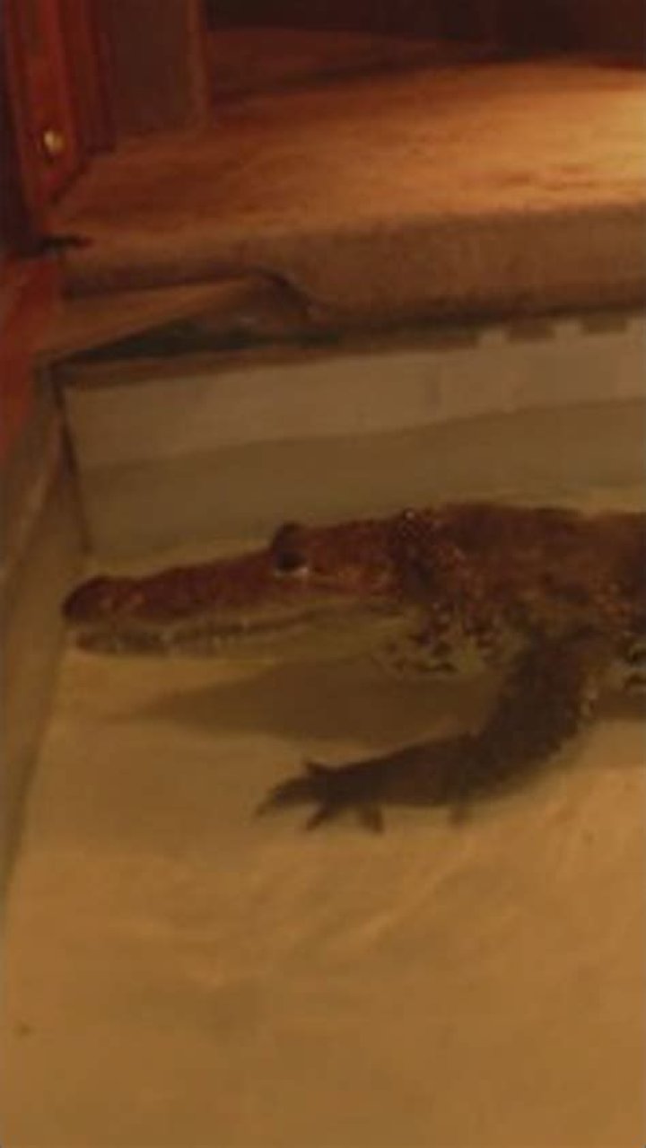 Reptile After Eli: Tracking The Aftermath
