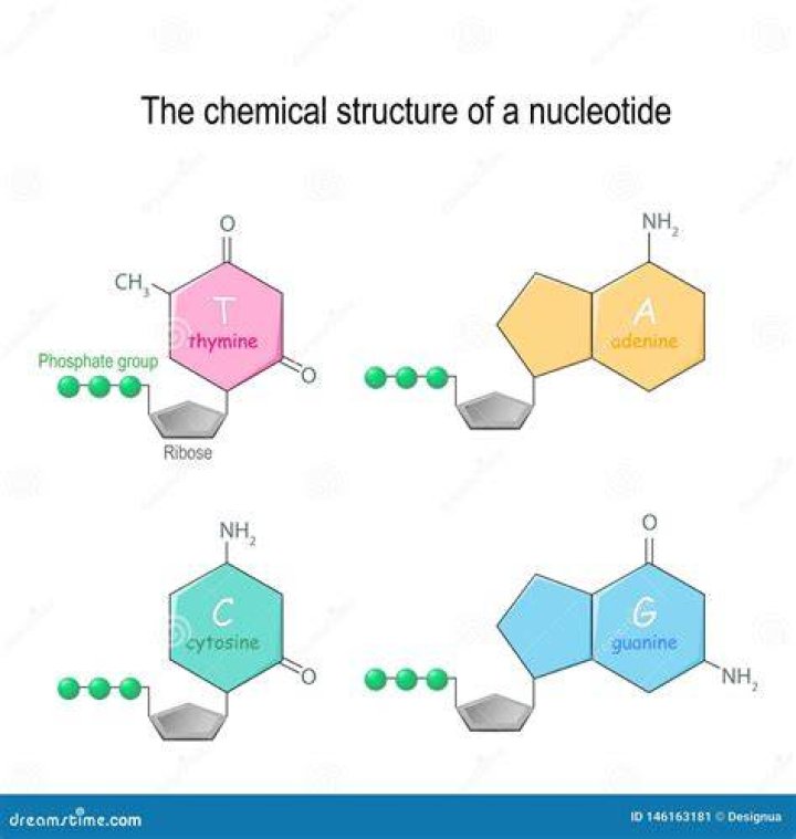 Structure Of Dna Nucleotide Bases