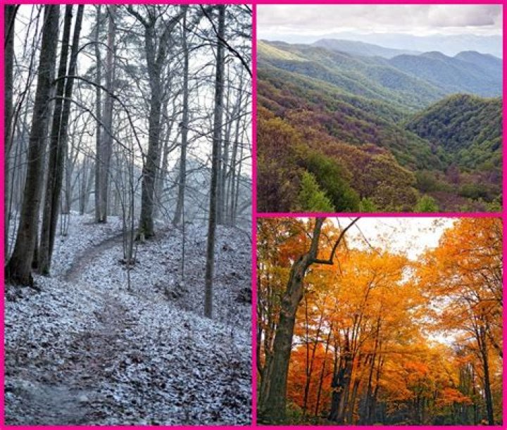 Temperature Deciduous Forest