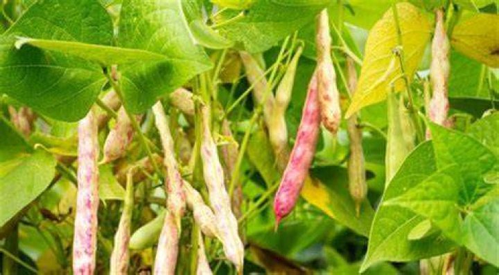The Comprehensive Guide To Pinto Bean Synonyms And Alternatives