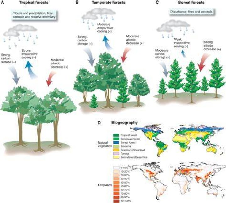 The Influence Of Precipitation On Deciduous Forest Ecosystems