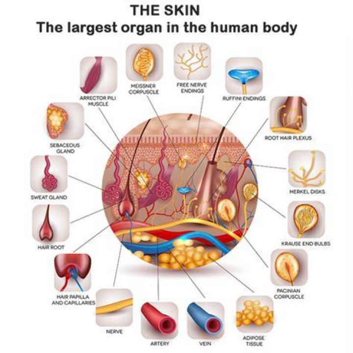 THE SKIN our largest organ M1 SELECT