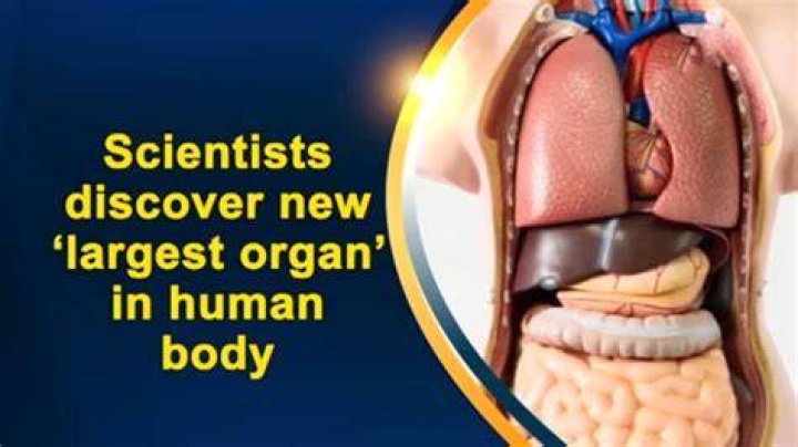 The Uncover: The Human Body's Largest Internal Organ