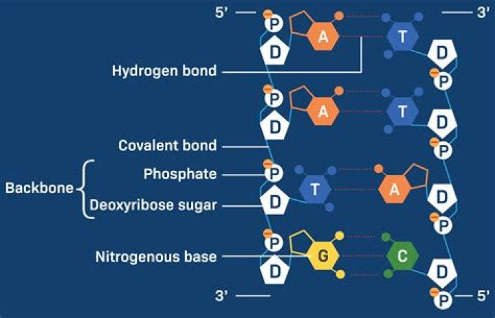 Ultimate Guide To DNA Bonds: Unlocking Nature's Molecular Code