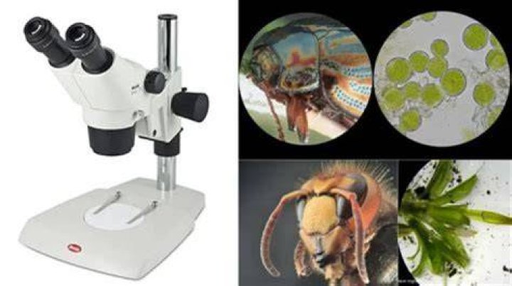 Uncover The Secrets Of Biology With Advanced Dissection Microscopes