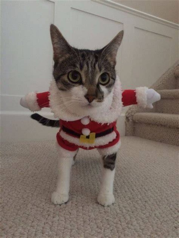 Uncovering The Tragic Death Of Niki The Cat: Its Source Revealed