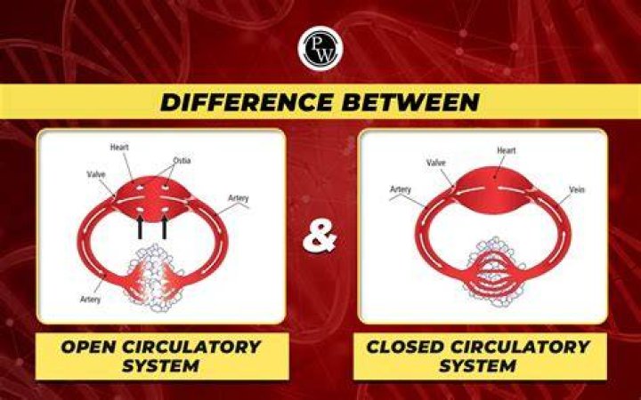 Understanding The Open Circulatory System: A Unique Mechanism