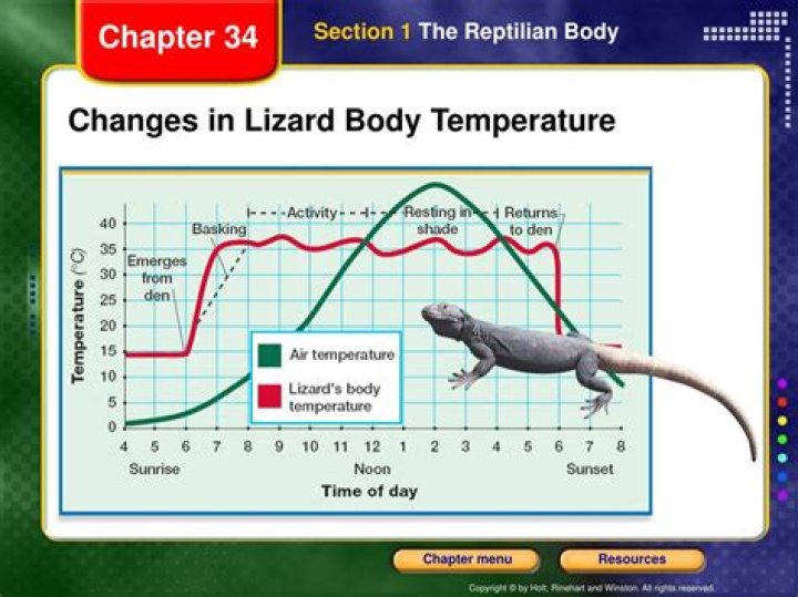 Understanding The Unique Body Temperature Of Reptiles