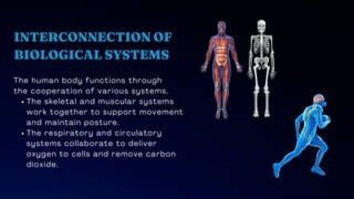 Unlocking The Connection: How Respiratory And Circulatory Systems Collaborate