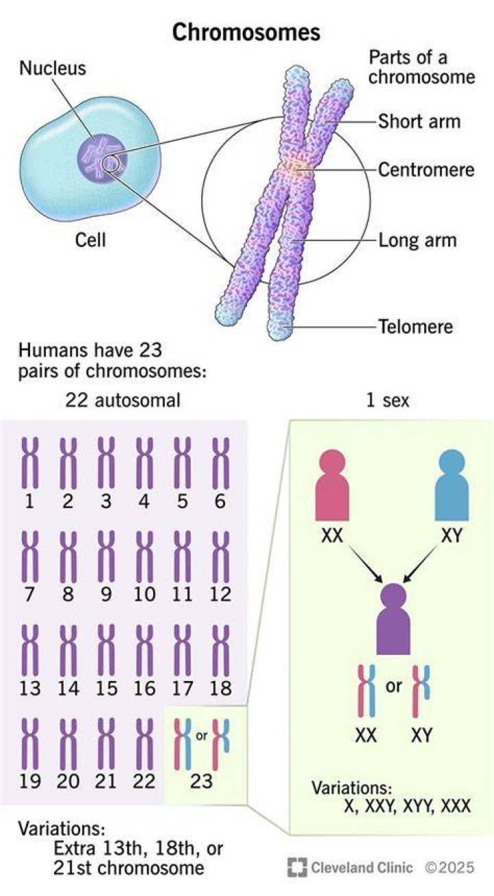 Unraveling The Chromosomal Blueprint: Uncovering The Number Of Chromosomes In A Human Body Cell