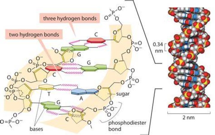Unraveling The Significance Of Hydrogen Bonding In DNA's Structural Integrity