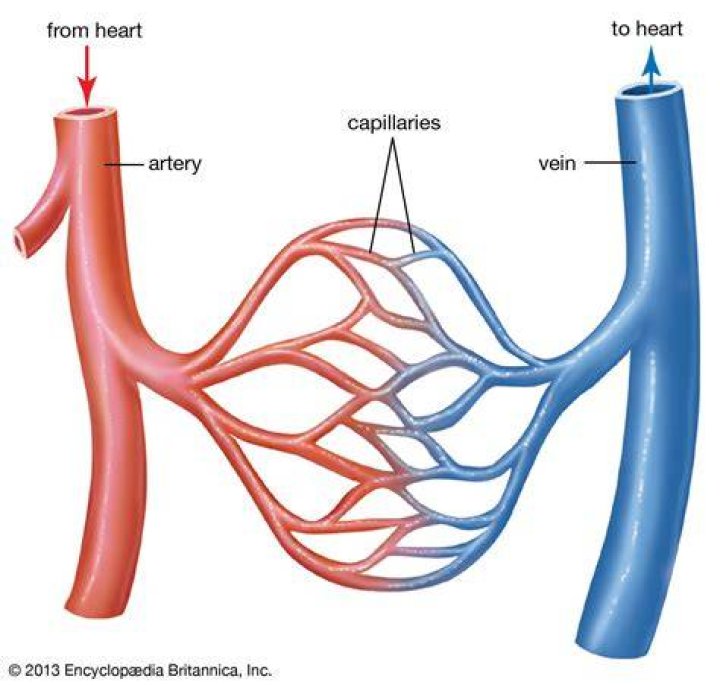 VEINS: The Vital Vessels That Carry Blood Away From The Heart