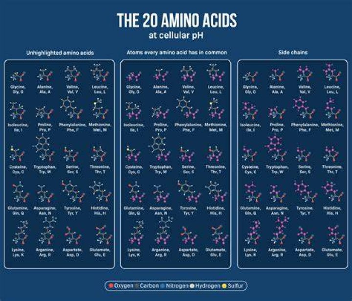 Why are there 20 amino acids? Feature Chemistry World